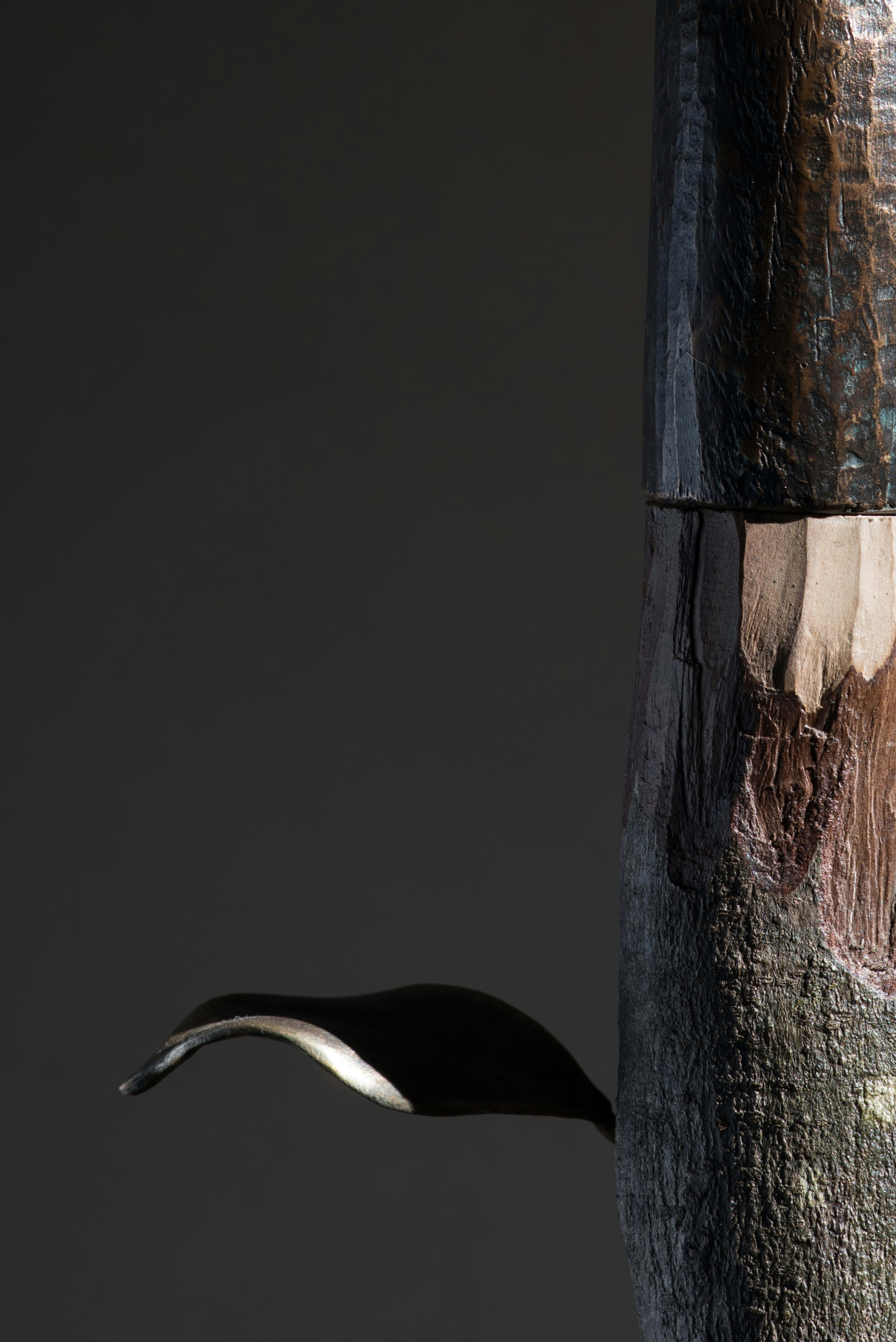 black and white bird on brown tree trunk